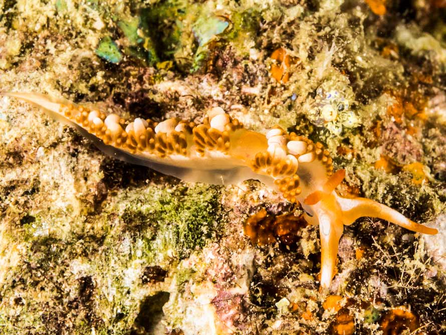 Moridilla brockii